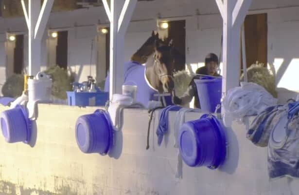 Flatter: The therapy of a visit to the Churchill Downs backside