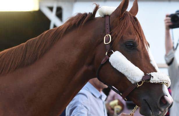 California Chrome: The Morning After