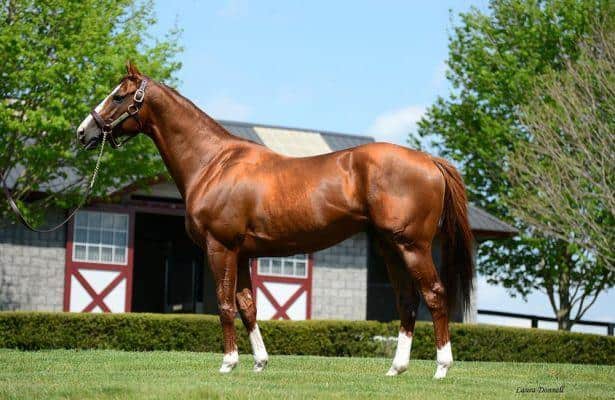 Taylor Made stallion California Chrome to shuttle to Chile