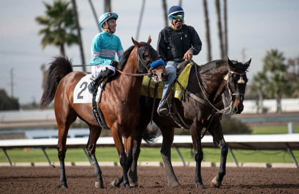 Kentucky Derby prep: Gotham Stakes 2023 odds and analysis