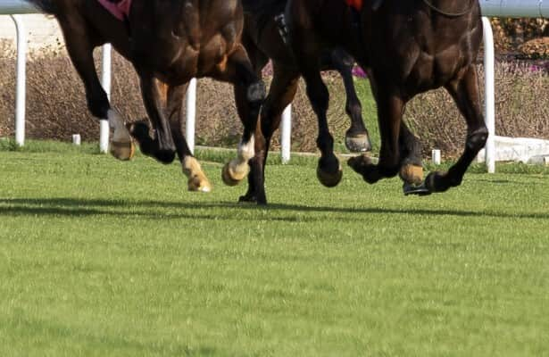 Churchill Downs turf gets passing grades for fall meet