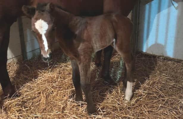 1st foal is a colt for fan favorite, horse of the year Cody’s Wish