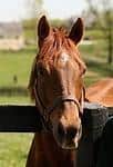 /horse/Commentator photos