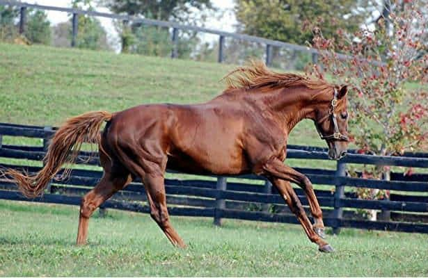 Dust Commander at Kentucky Derby – The Tony Leonard Collection