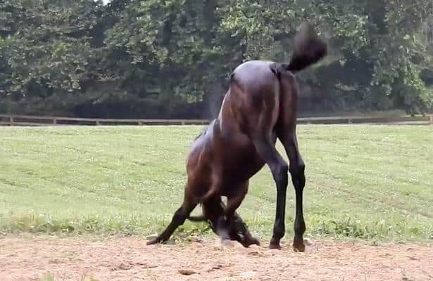 We are obsessed with watching this baby racehorse learn how to roll