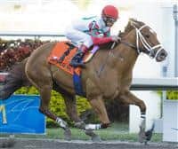 D'Funnybone rolls to victory in the 2010 Swale as a 1-2 favorite