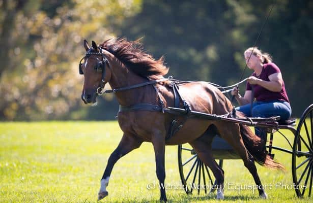 Retired Racehorse Project proves Thoroughbreds' versatility