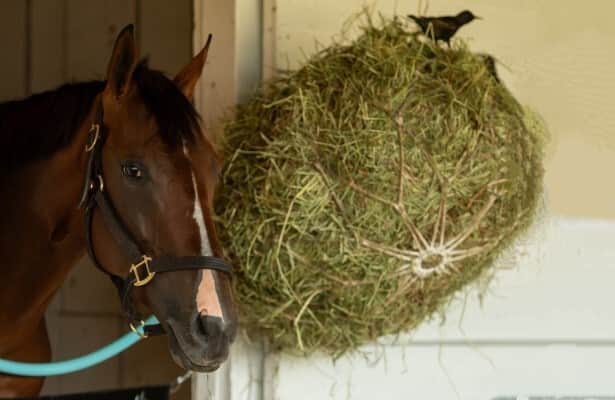 Zipse: Dornoch is in search of a rare trifecta in the Travers