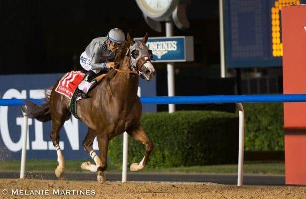 California Chrome Sensational In Dubai World Cup Victory 7302