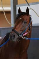 Earnestly in his stall after winning the Takarazuka Kinen in record time on June 26th, 2011.