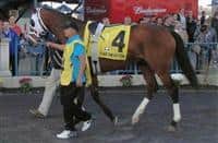Fear the Kitten in paddock prior to 2013 Spiral Stakes.
