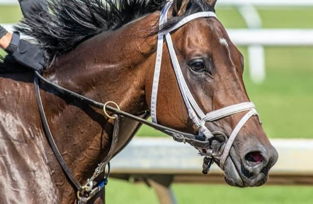 Thursday works: Fierceness, Seize the Grey lead 12 on the tab