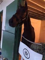 FireSpike at the barn after winning Gulfstream Park West 2014 Juvenile Turf Stakes