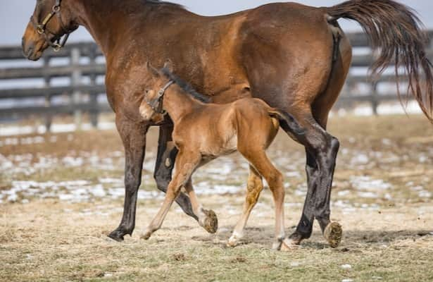 New Jockey Club tool lets owners use AI to name horses