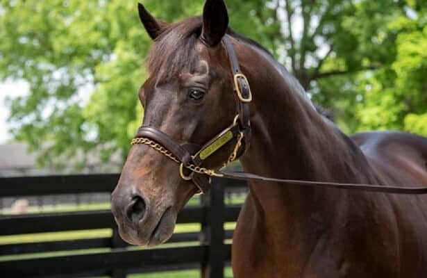 Meet the oldest surviving Kentucky Derby horse winner, Silver Charm