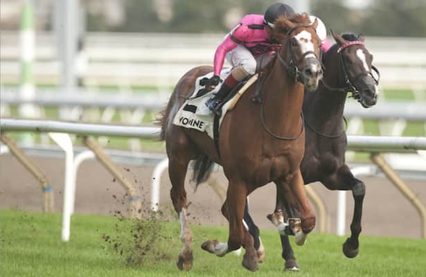 Derby prep: Casse will ship a contender for the Withers