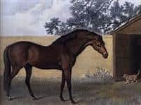 /horse/Godolphin Arabian