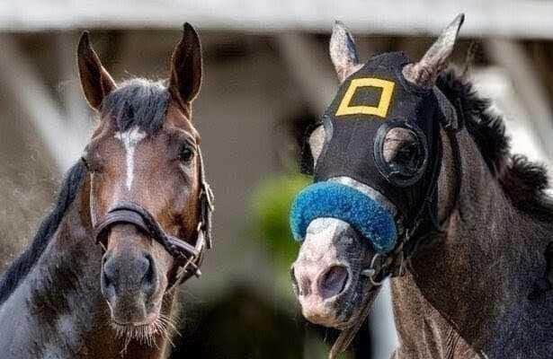 Golden Tempo, Napoleon Solo & 6 takeaways from Triple Crown
