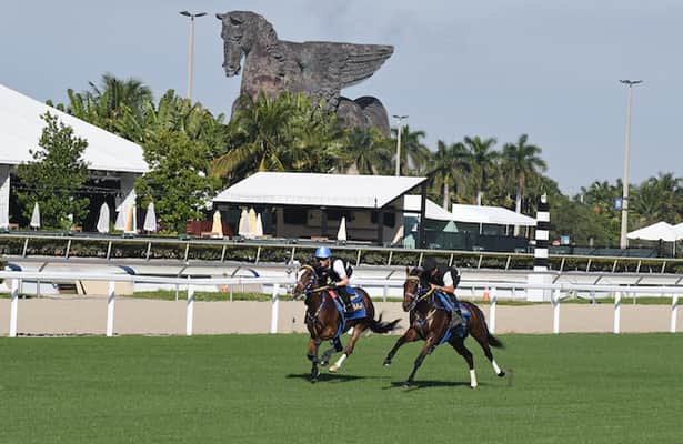 Gulfstream turf is ready: 17 grass races are scheduled this week