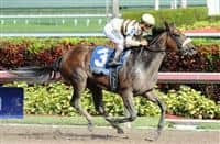 House Rules romps to victory in the 2015 Bal Harbour Stakes