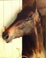 Sweetest Chant in her stall at Gulfstream Park 1982