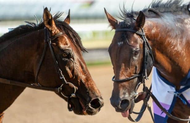 McGaughey likes his 2 chances Saturday in Arlington Million