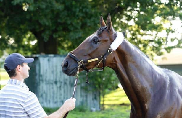 Haskell Stakes field