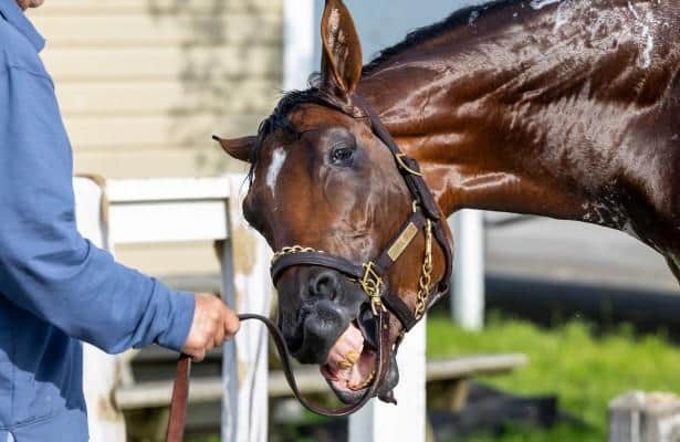 Del Mar: Journalism looks right at home for San Diego Handicap