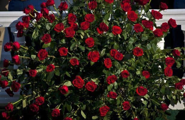 Sejarah Mawar: Bunga Resmi Kentucky Derby