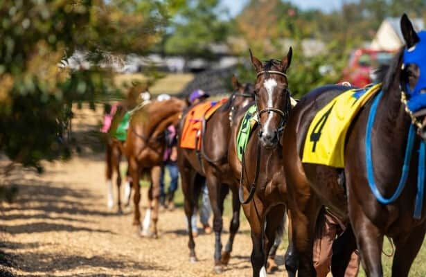 Kentucky Downs handle sets record; meet titles are shared