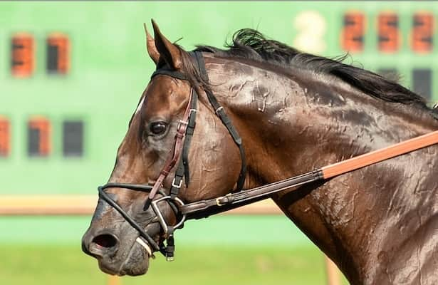 Multiple stakes winner Last Samurai is retired at age 6