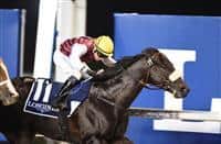 Le Bernadin seeks a record second victory in the Group 2 Al Maktoum Challenge for Purebred Arabians at the opening Dubai World Cup Carnival meeting at Meydan Racecourse on Thursday January 5, 2017.