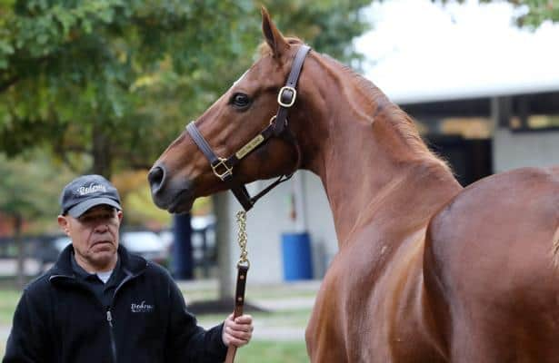 A date with Accelerate's next for California Chrome's dam