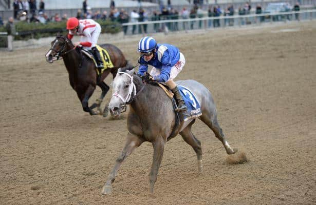 Holy Bull is the First Big 2016 Kentucky Derby Prep