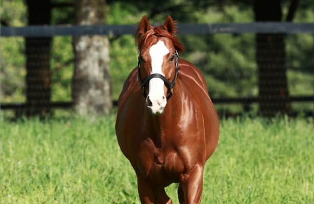 Zipse: The hits keep coming for stallion Munnings