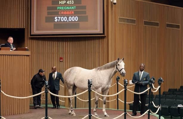 Average, median prices are up at Keeneland’s January sale