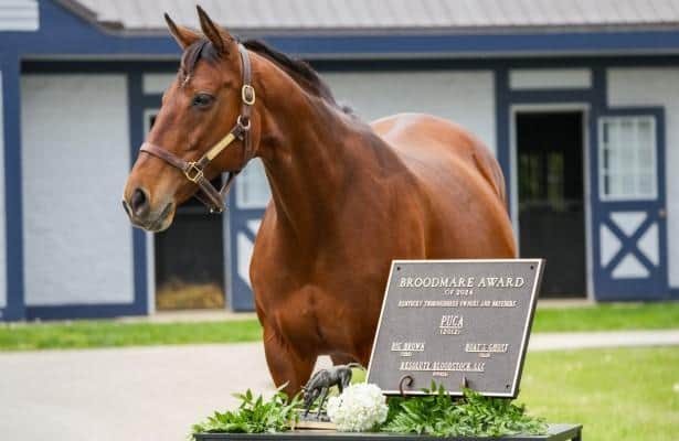 Star broodmare Puca will go into sales ring in November