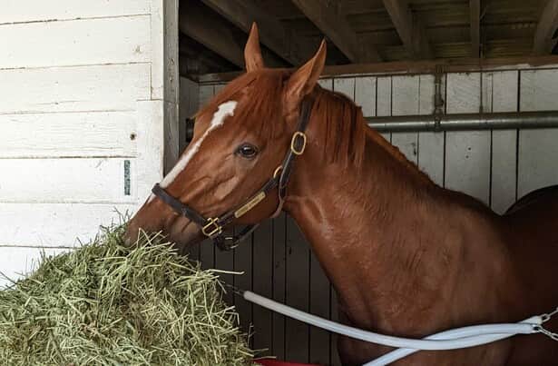 Derby winner Rich Strike still is not certain for Breeders’ Cup