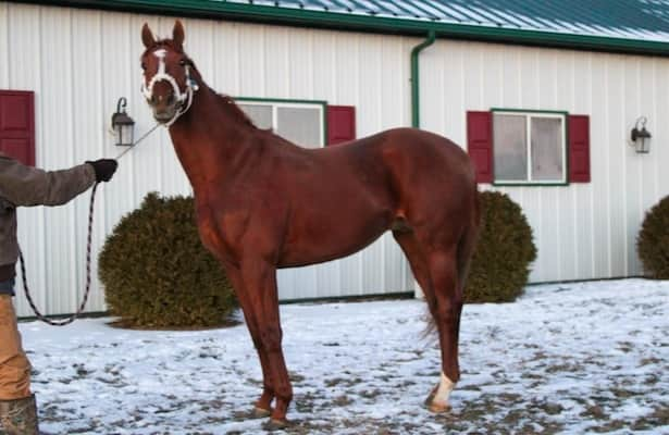 Stallion deal completed, Rich Strike moves to Pennsylvania farm