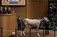 Royal Obsession sells for $1.15 Million during third session of Keeneland November Sale