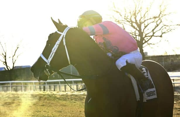 Aqueduct: 4-for-4 Sacrosanct, Stone Smuggler beat N.Y. rivals