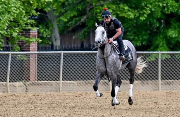 MyRacehorse, Gainesway reach stallion deal for Seize the Grey