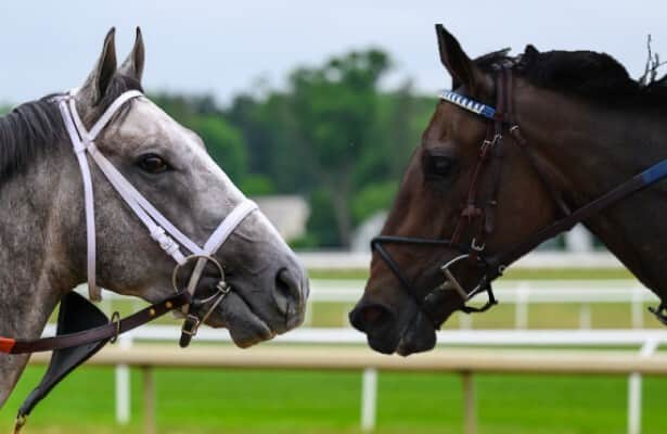 Seize the Grey, Thorpedo Anna lead Parx Grade 1 probables