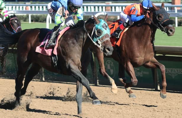 Señor Buscador is pointed to Breeders' Cup after Ack Ack win