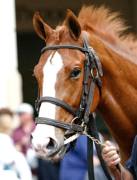 horseracingnation com