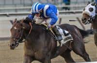 horseracingnation com