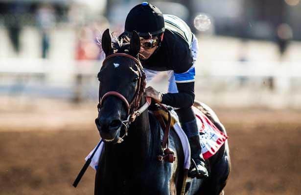 2014 Breeders' Cup Classic: Shared Belief chasing history