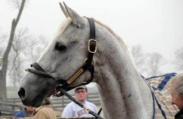 Silver Charm - Horse