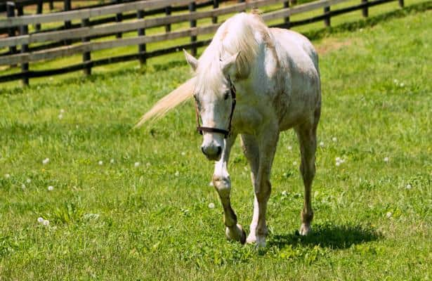 SILVER CHARM  Old Friend Equine