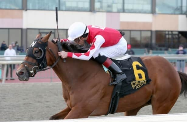 Spikezone is named national claiming horse of the year